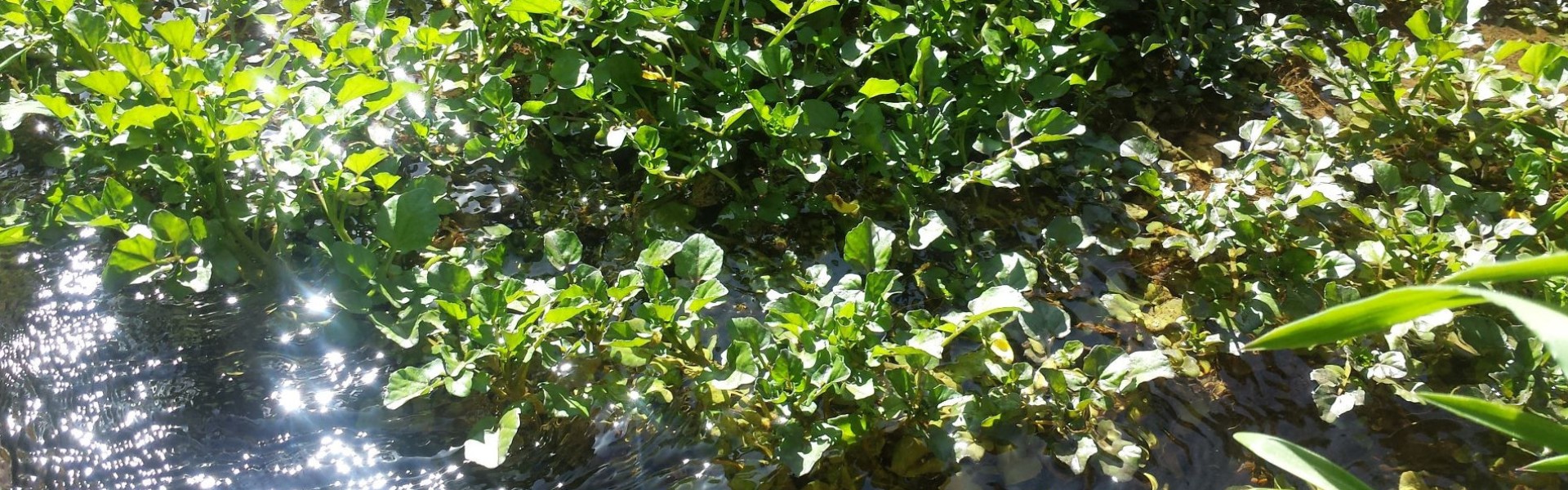 Secret water cress patch